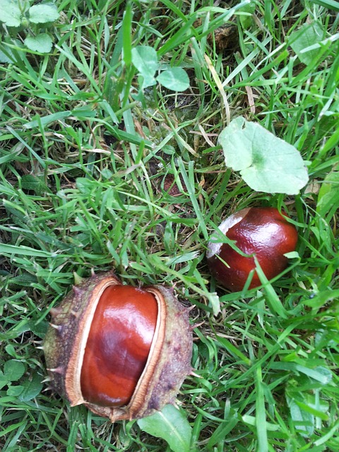 conkers autumn game