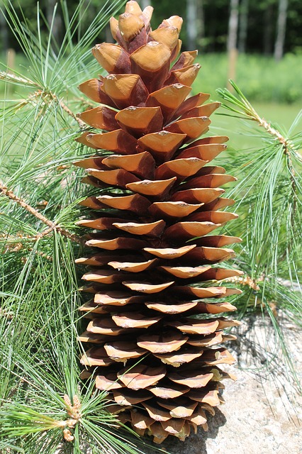 pinecone autumn game